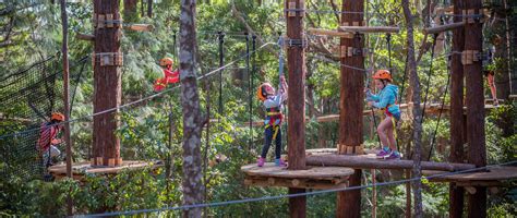 treetops gosford|TreeTop Adventure Park